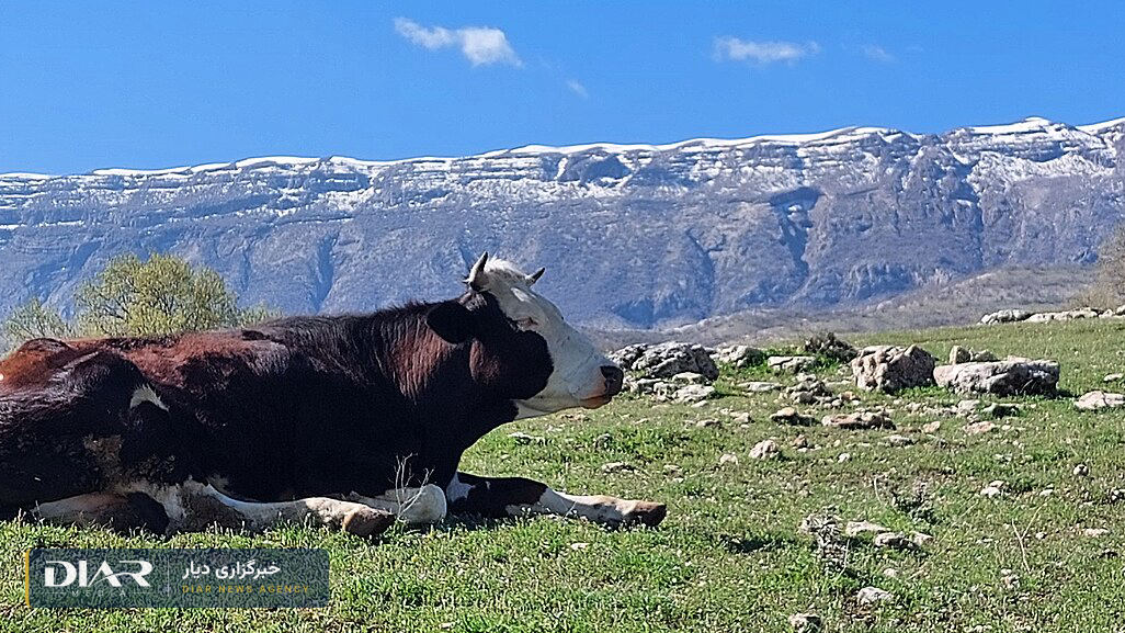 بدره ایلام؛ عرفان کرم‌ویسی ۱۹ ساله به مکان نامعلومی منتقل شد
