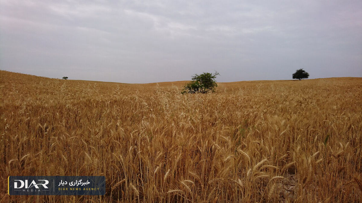 گندمکاران در آستانه کشت پاییزه؛ ۱۸ هزار میلیارد تومان طلب خرید تضمینی پرداخت نشده