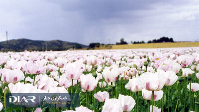 Legal poppy cultivation in Iran; Ali Hashemi: Pezeshkian is pursuing the plan